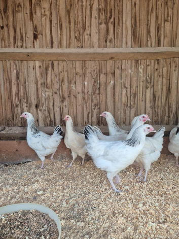 Light sussex and white leghorn hybrid hens