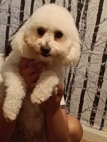 Bichon friz