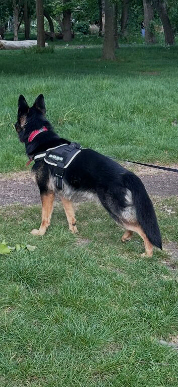 German shepherd
