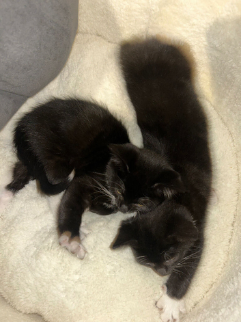 Two kittens