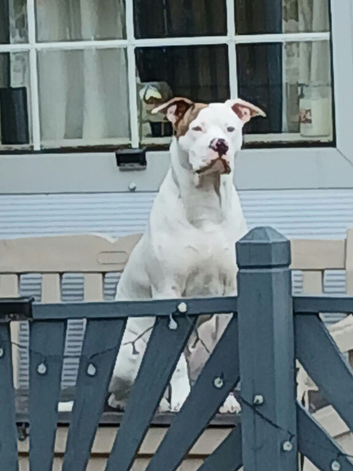American bulldog