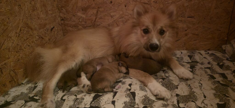 Lovingly Brought up German Spitz Puppies