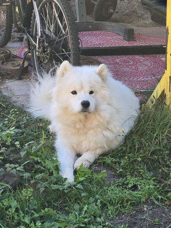 KC registered Pure Bred Samoyed Puppies