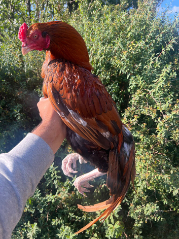 Pure Aseel for sale