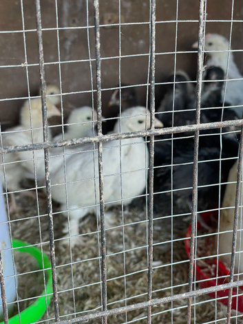 Various bantam chicks for sale sr4