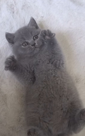 Blue kittens