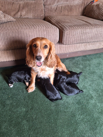 Cocker spaniel puppy for sale