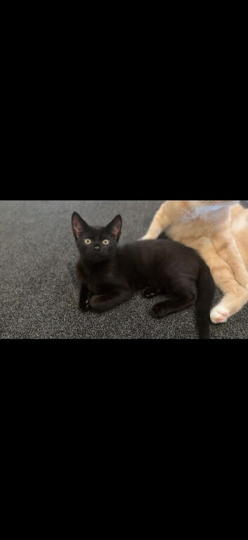 1 male and 1 female mixed breed kitten