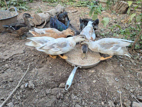 Various Domestic and Wildfowl Available
