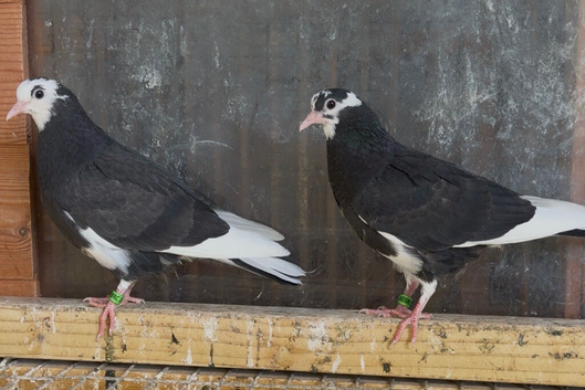 Deep Birmingham roller pigeons