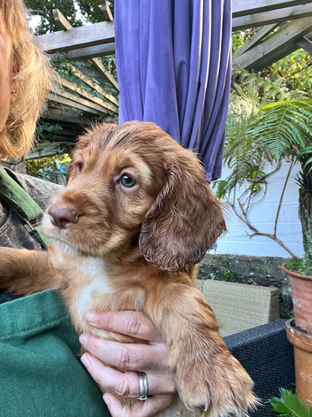 Last Puppy Available - Golden, Calm and Curious Boy