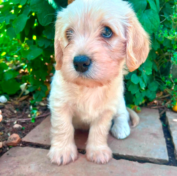 F1 Cavador Puppies Labrador x cavalier king Charles
