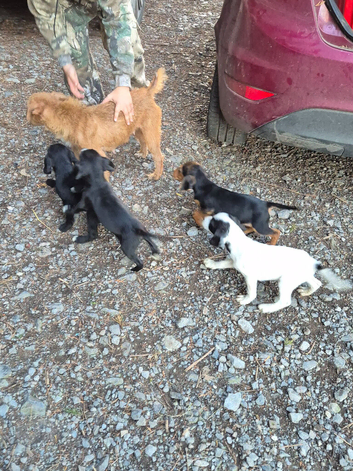 4 lakeland cross jrt