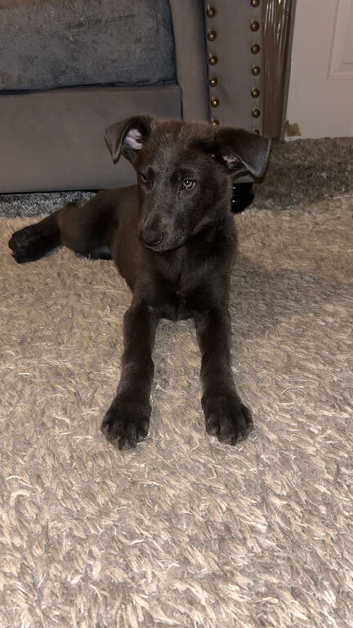 Gray German shepherd female