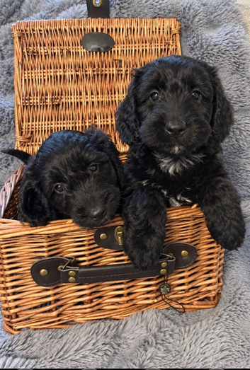 Ready to go!! F1 cockapoo puppies