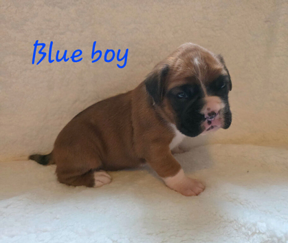 Beautiful red and white boxer puppies