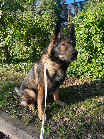 GSD working line for stud