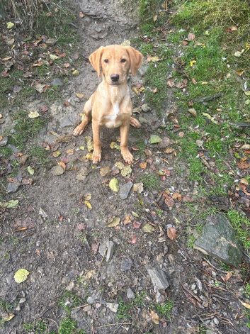 Beautiful 6 month old male part trained male a brilliant pet or continued work