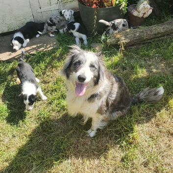 Border collie pups for sale