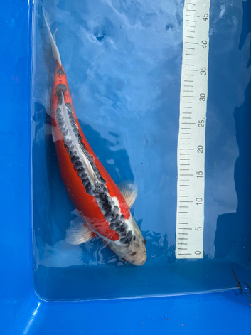 Koi for Sale