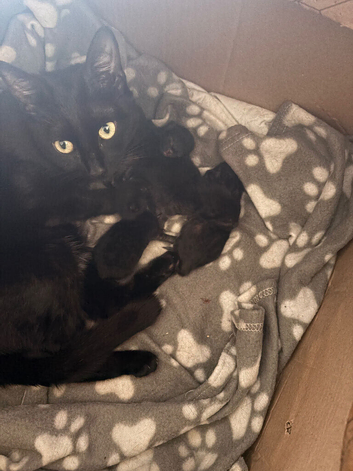 Kittens for sale