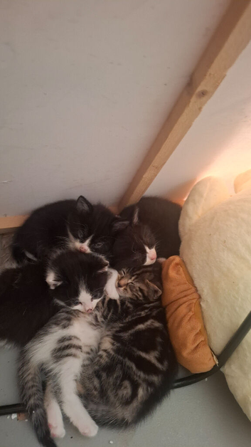 5 kittens