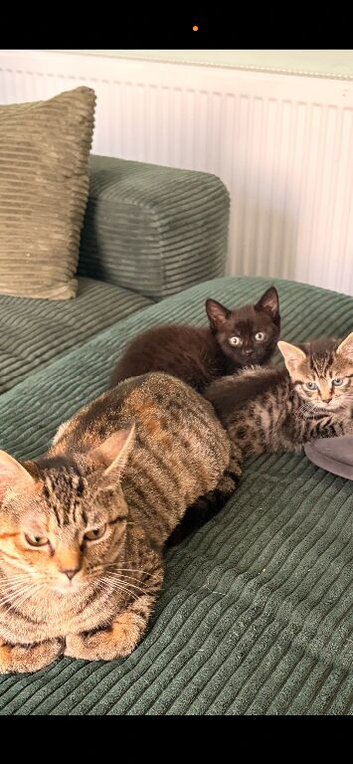Beautiful tabby female for sale