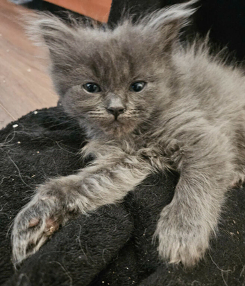 Ragdoll x Chinchilla kittens
