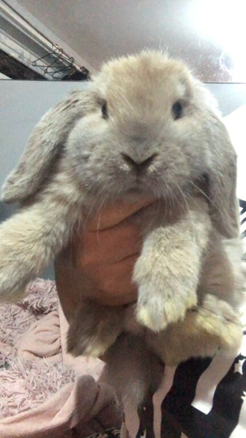 Lovely Blue Tort Minilop 7 months old Vaccinated