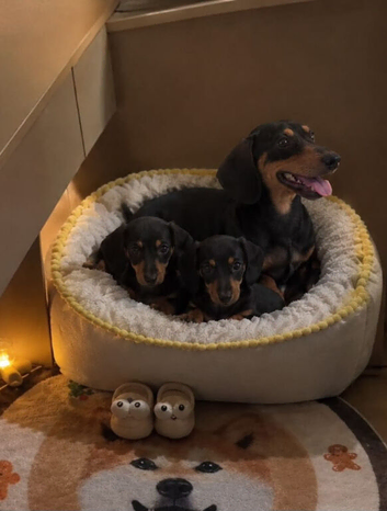 Dachshund pups