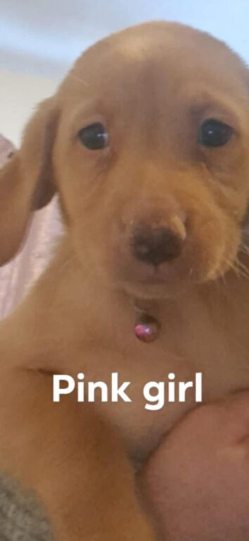 Labrador puppy