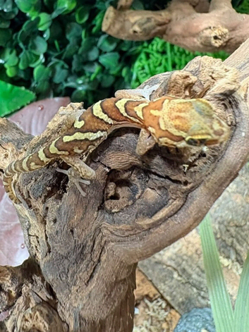 Pictus Ground Gecko at Birmingham Reptiles