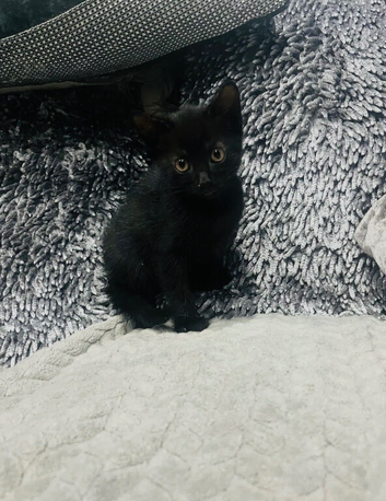 Super adorable kittens ready now
