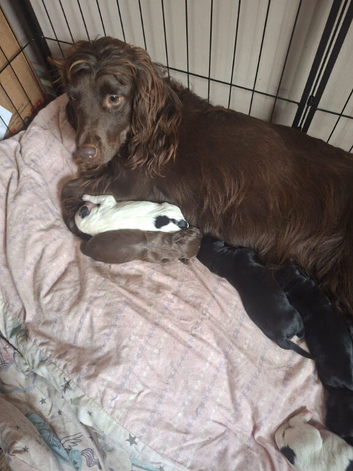 Cocker spaniels