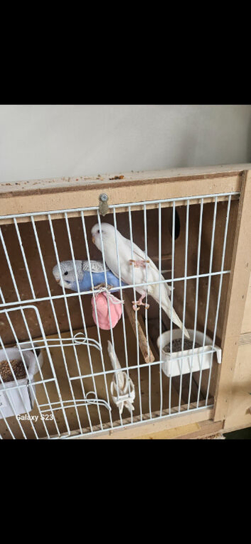 Baby budgies