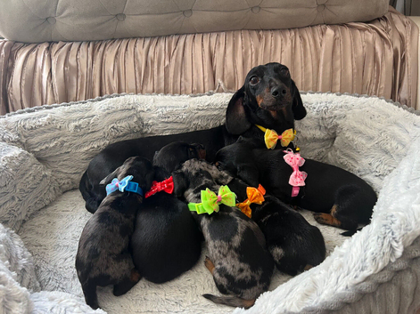 5Miniature duschund puppies