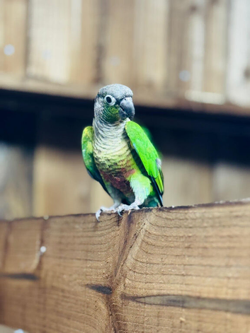 Green cheek concur