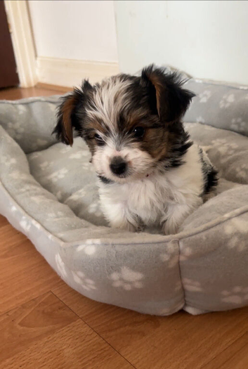 Biewer terrier puppies for sale