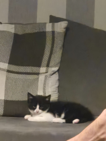2x 10 week old kittens.