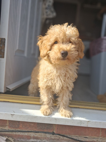 Holistic Toy Poodle Puppies ##Pricedrop##