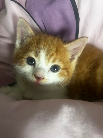 She&rsquo;s Ready for her fur ever home
