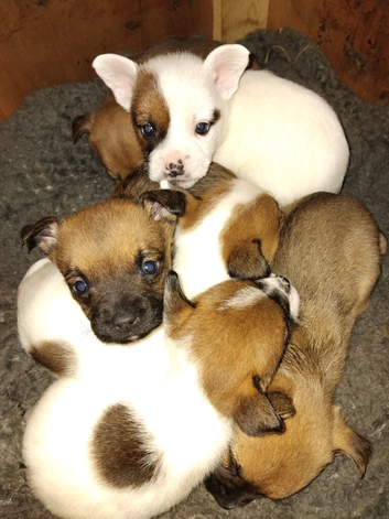 Frenchbulldog cross lakeland terrier