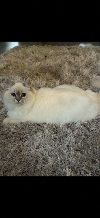 Ragdoll kitten 5 weeks old