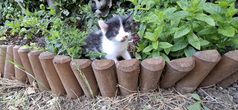 5 British Shorthair Kittens for Sale