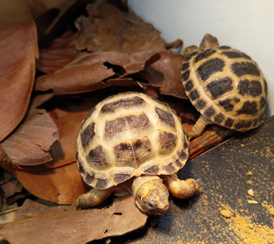 Horsfield tortoises now available for a new loving home