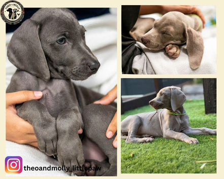 ️Adorable KC-Registered Weimaraner Puppies️
