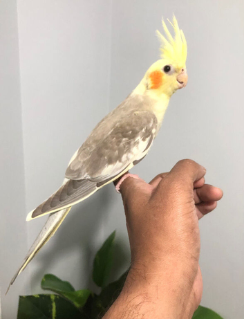 Beautiful hand tamed cinnamon cockatiels for sale.