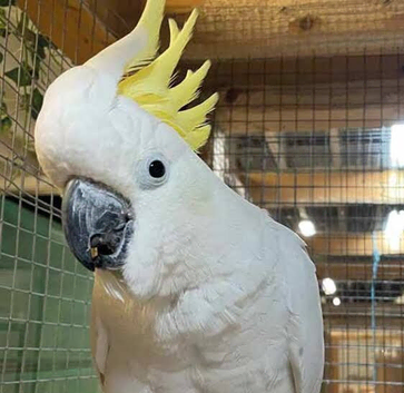 Sulphur crested Cockatoo Glasgow