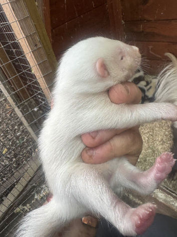 Albino Skunk Kit Available