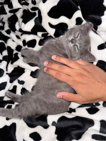 British shorthair x kitten